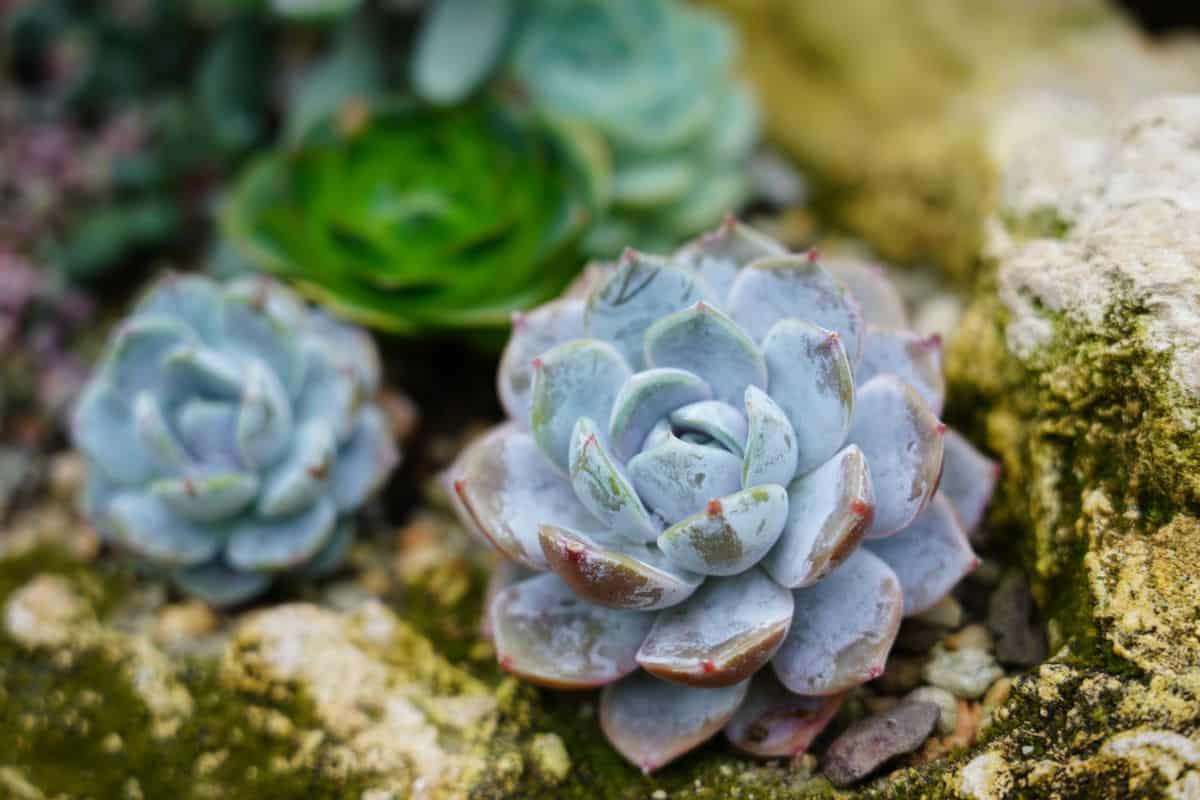 Echeveria covered with a wax on leaves- farina.