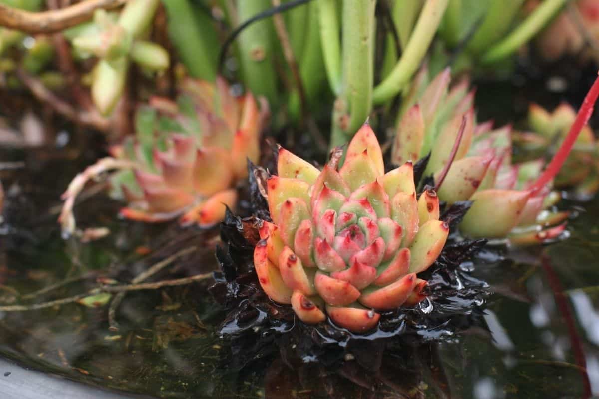 Beautiful succulent with raindrops close-up.