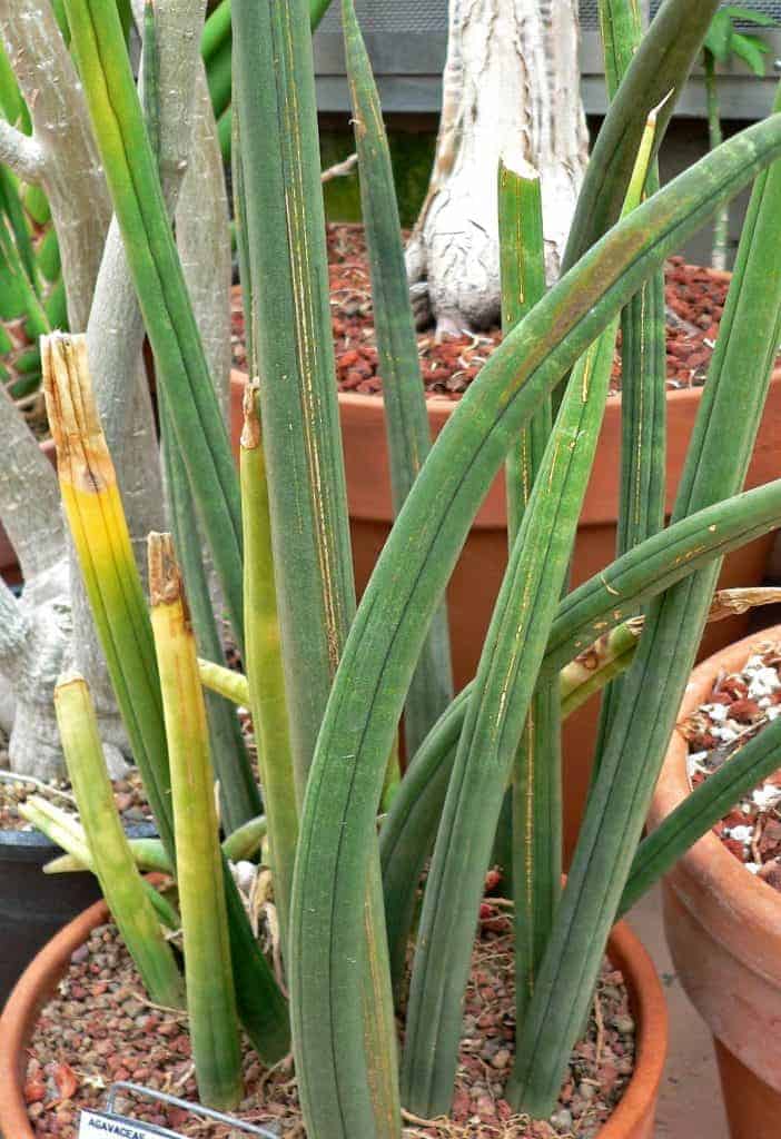 Sansevieria canaliculate variety in a pot.
