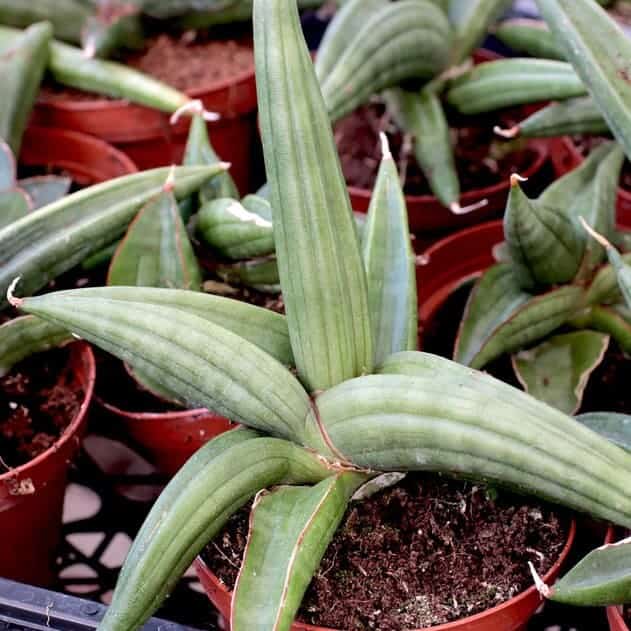 Sansevieria cylindrica variety in a pot.