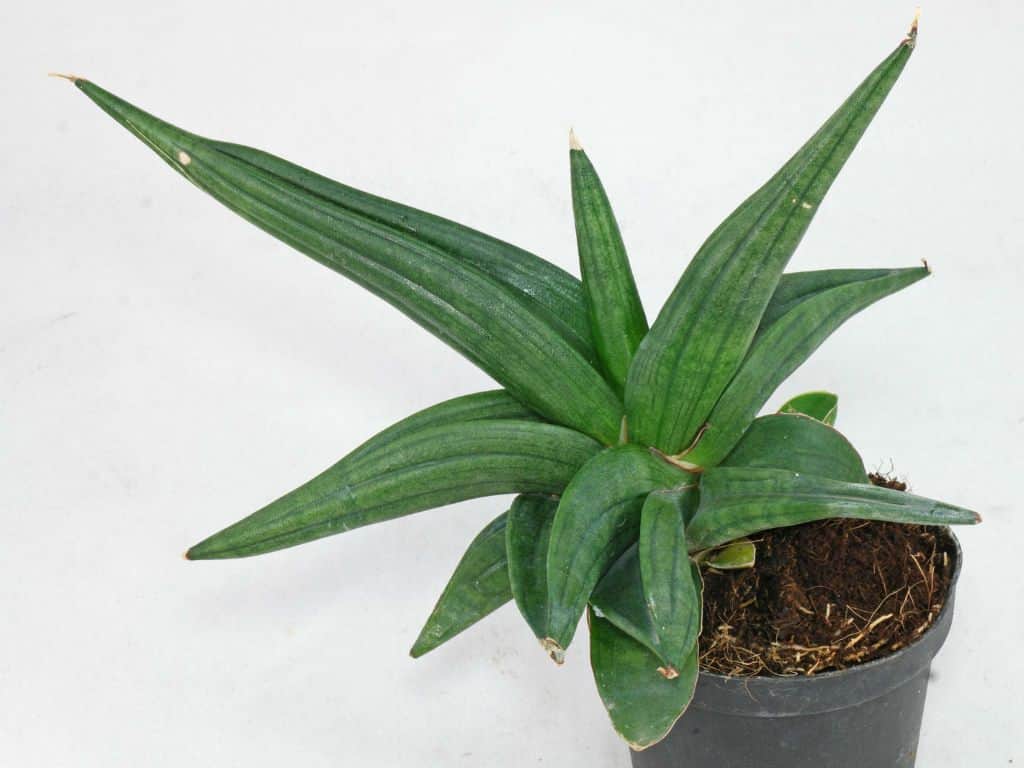 Sansevieria patens variety in a pot.
