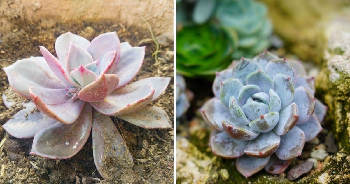 What is Farina? Sublime Succulents