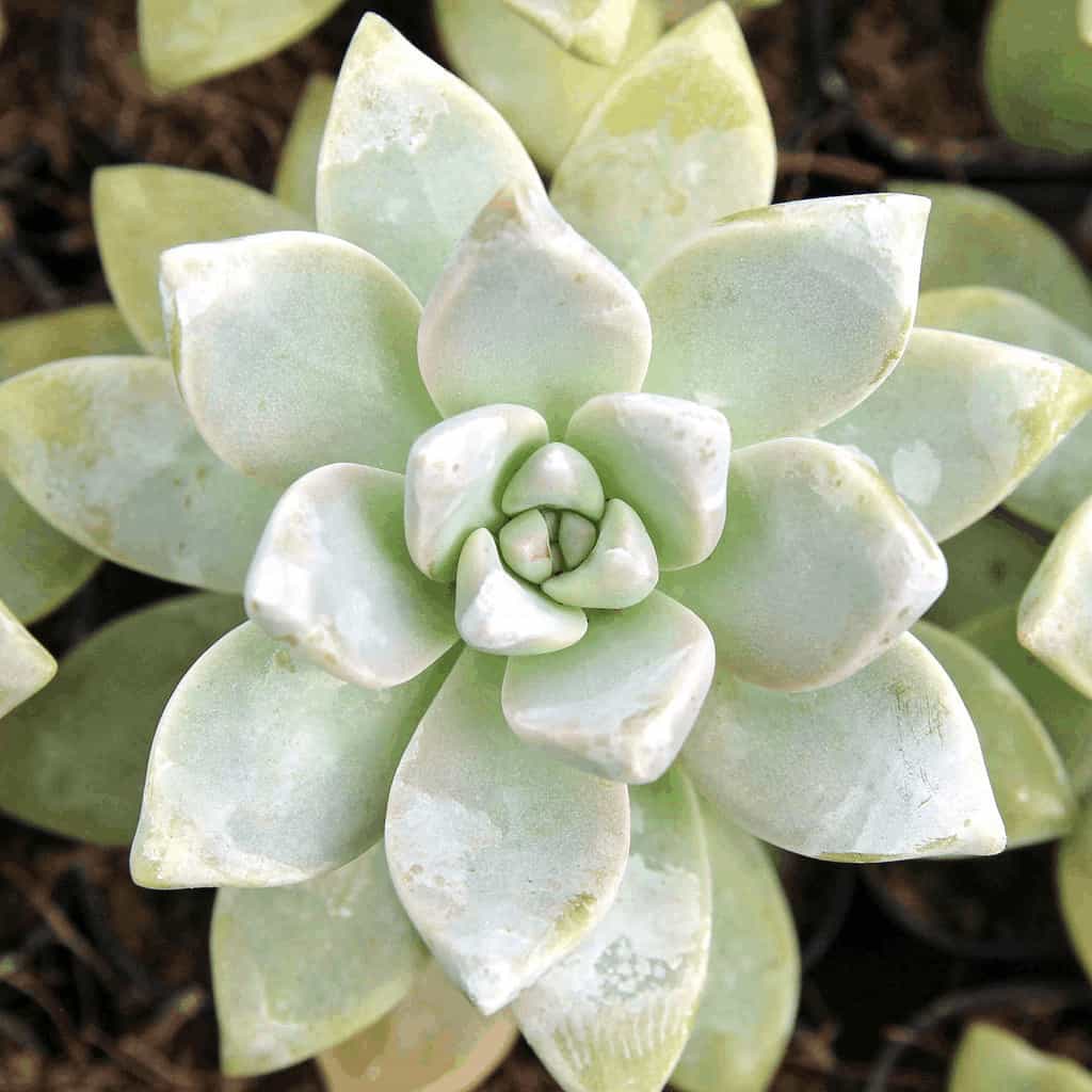 Close-up of succulent with wax on leaves