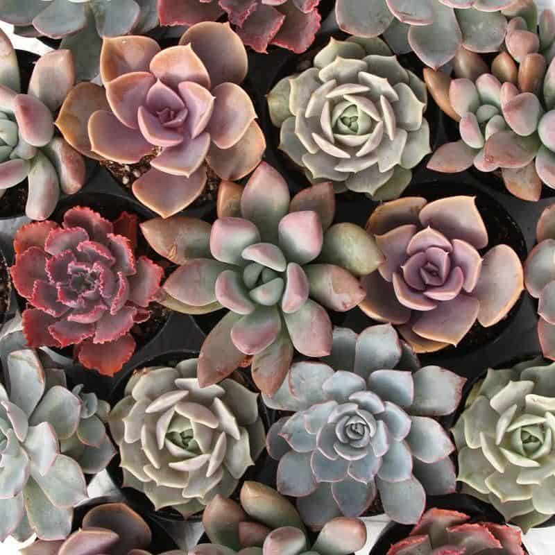 Bunch of different varieties of succulents top view.
