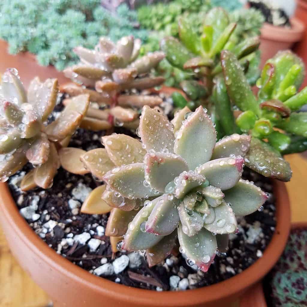 What to Do If It Rains on Your Succulents
