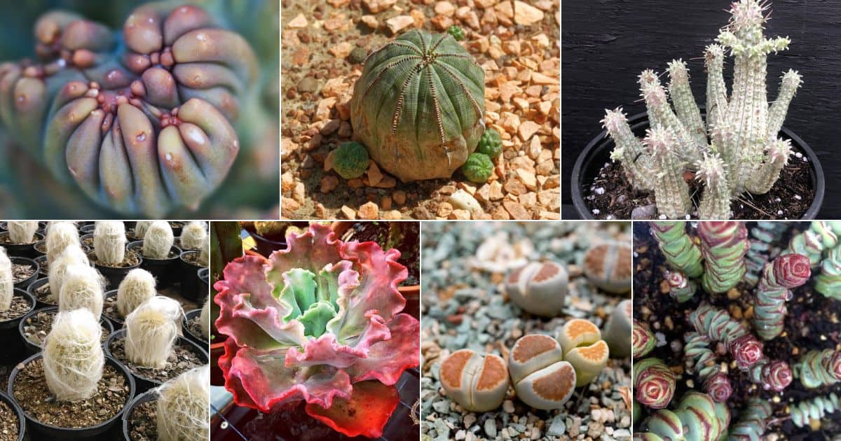 Collage of wierd looking succulents and cactuses.