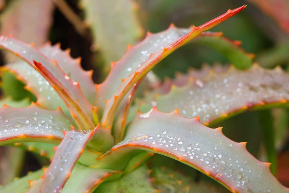 Aloe Vanbalenii close-up.