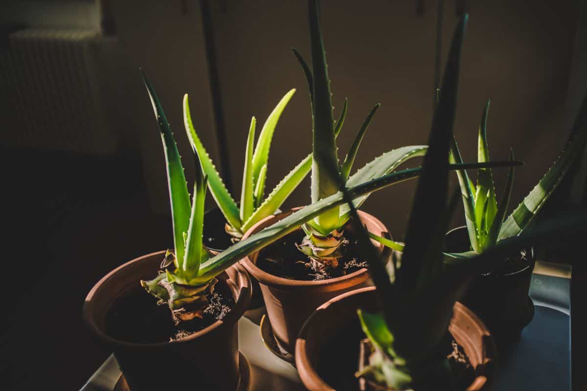 Aloe vera in pots in partial sunlight.