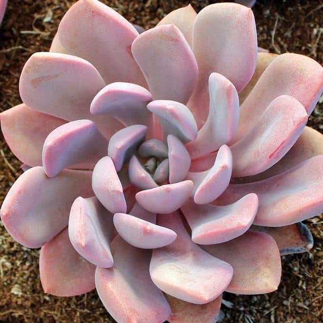 Graptoveria succulent close-up.
