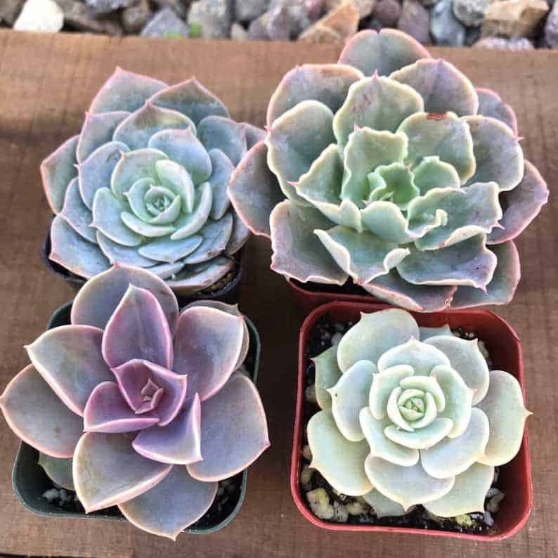 The Difference Between Echeveria and Graptoveria