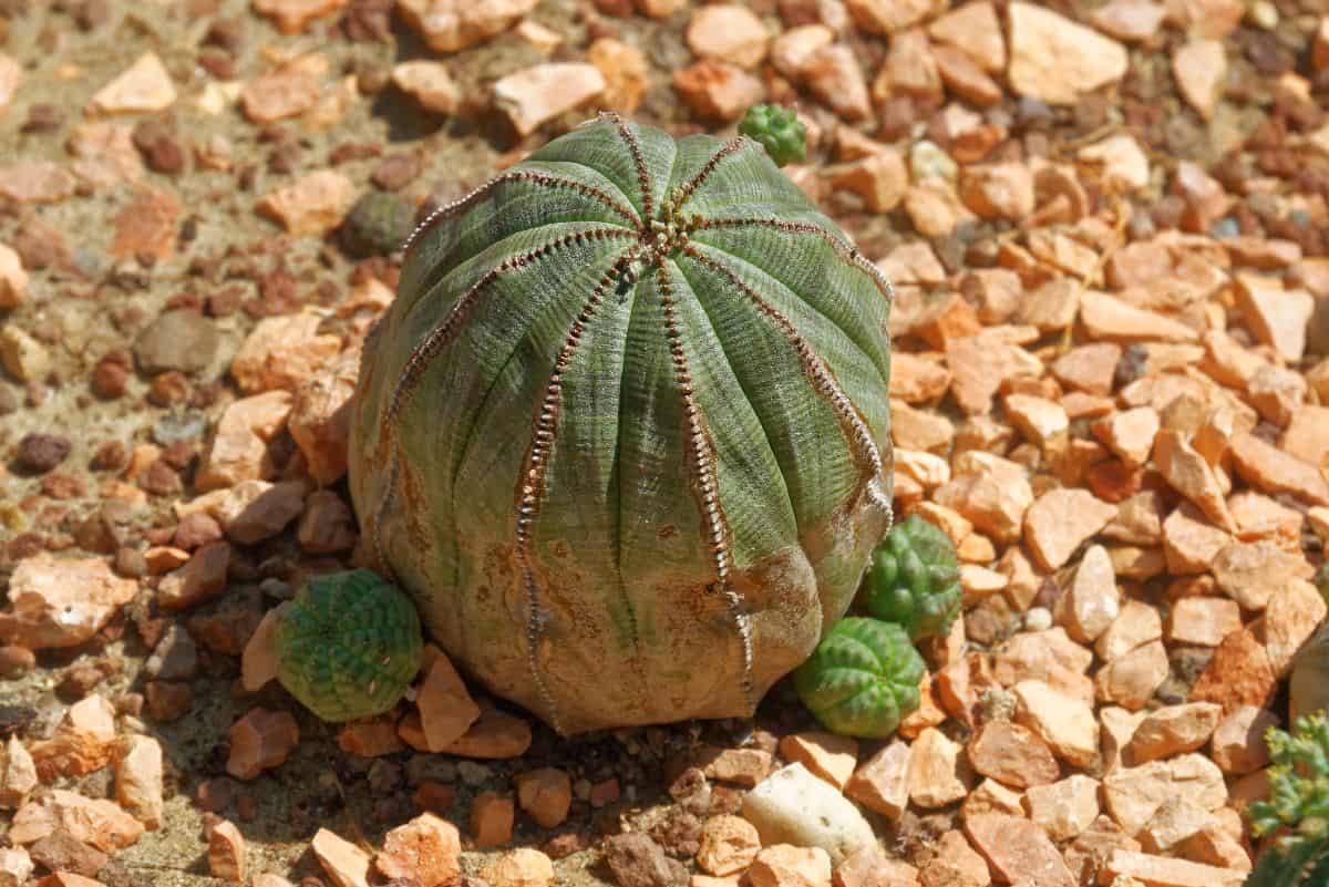 Euphorbia Obesa succulent growing an outdoor,.