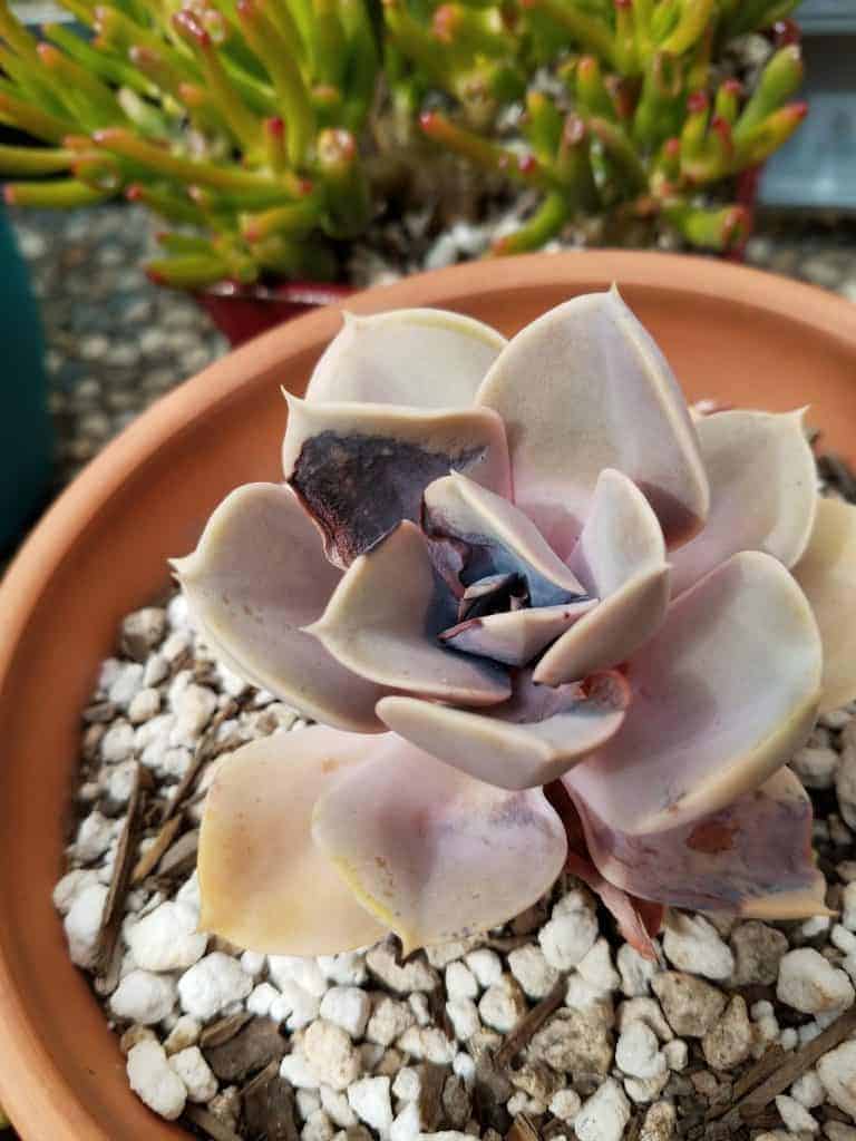 Sunburned succulent in a pot close-up.