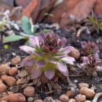 Beautiful echeveria in a outdoor garden.