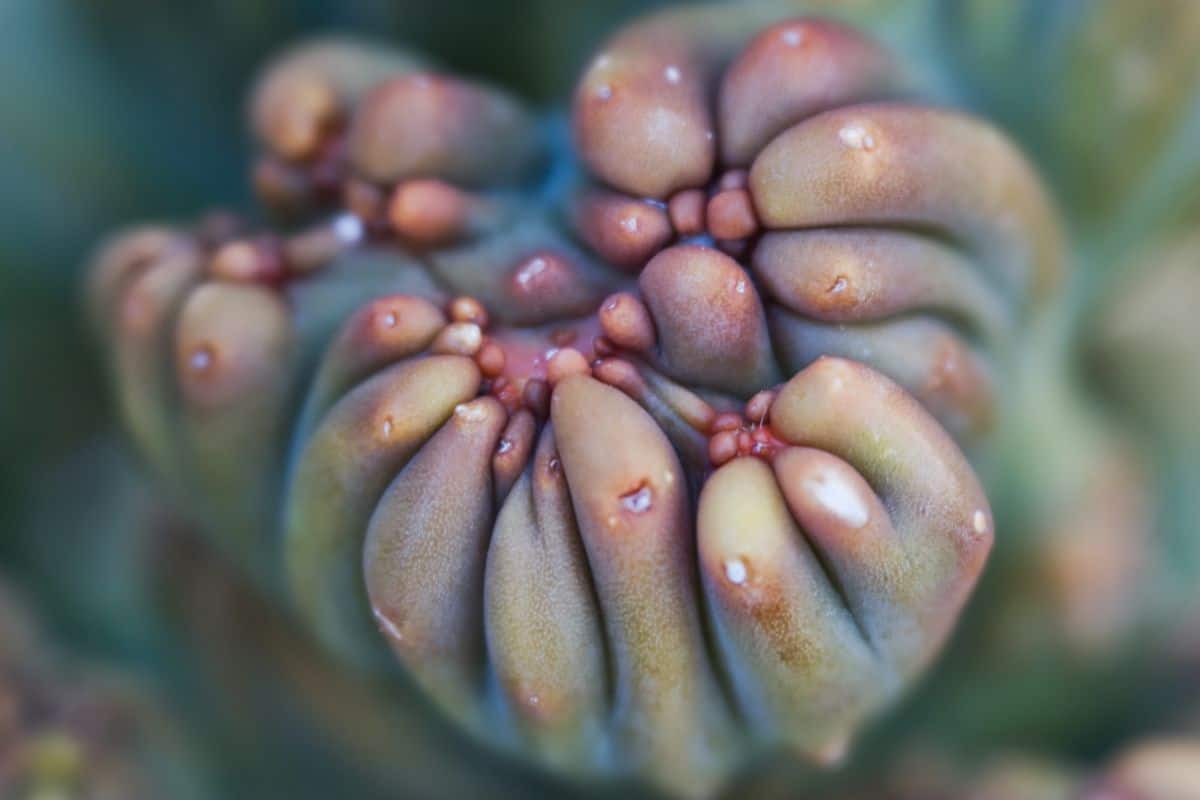 Ming thing succulent close-up.