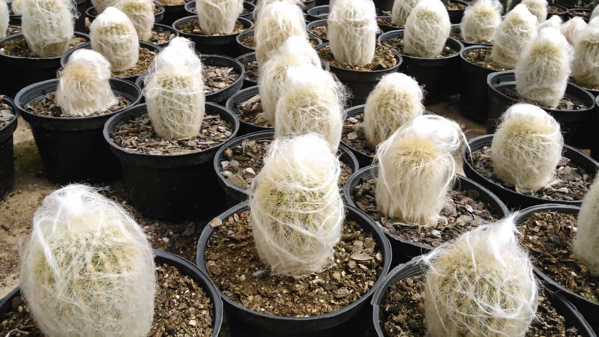 Old lady cactuses growing in pots.