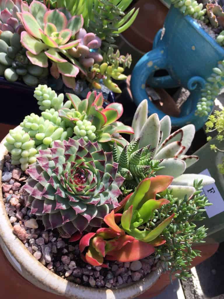 Different varieties of succulents grow in a pot.
