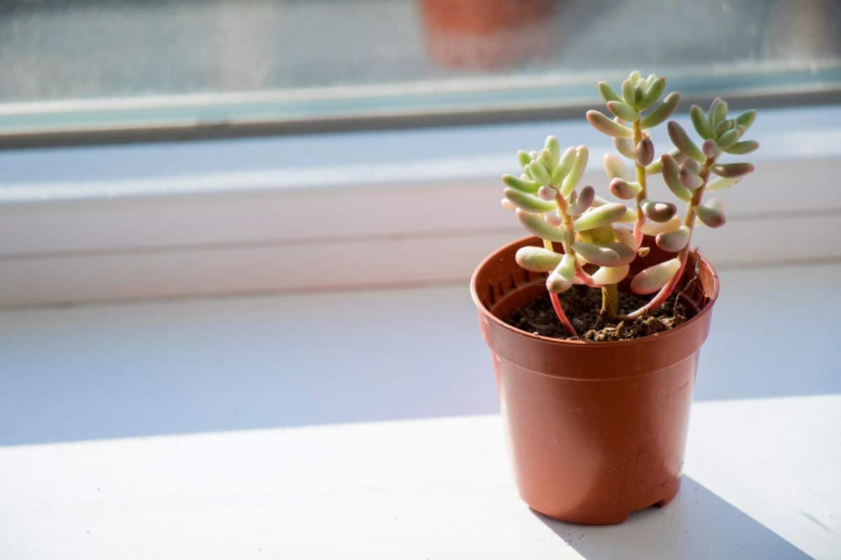 Beautiful succulent in a pot near a window.