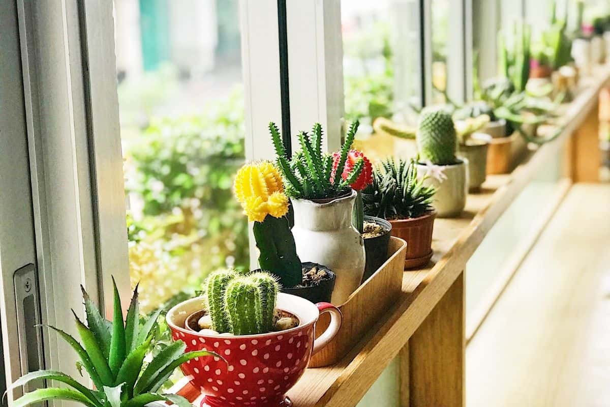Different varieties of succulents in pots near windows.