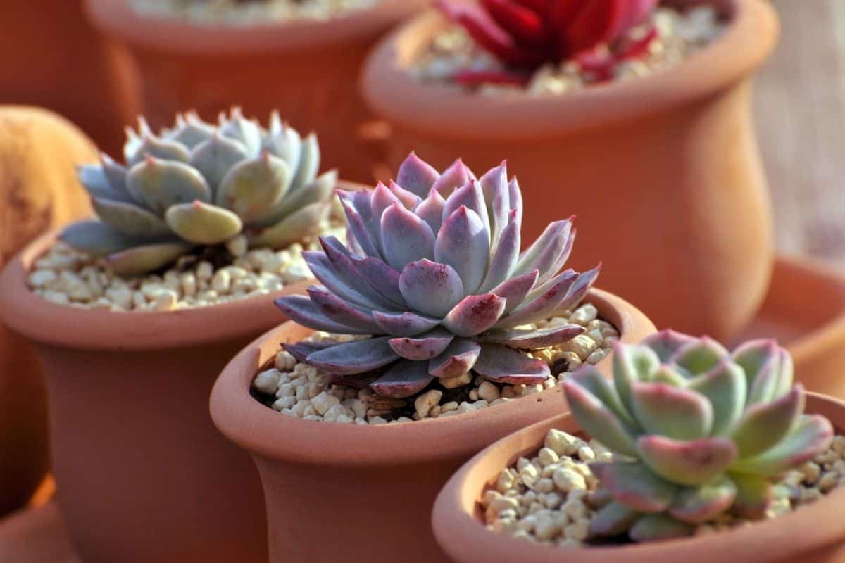 Succulents in pots grow in rocky soil.