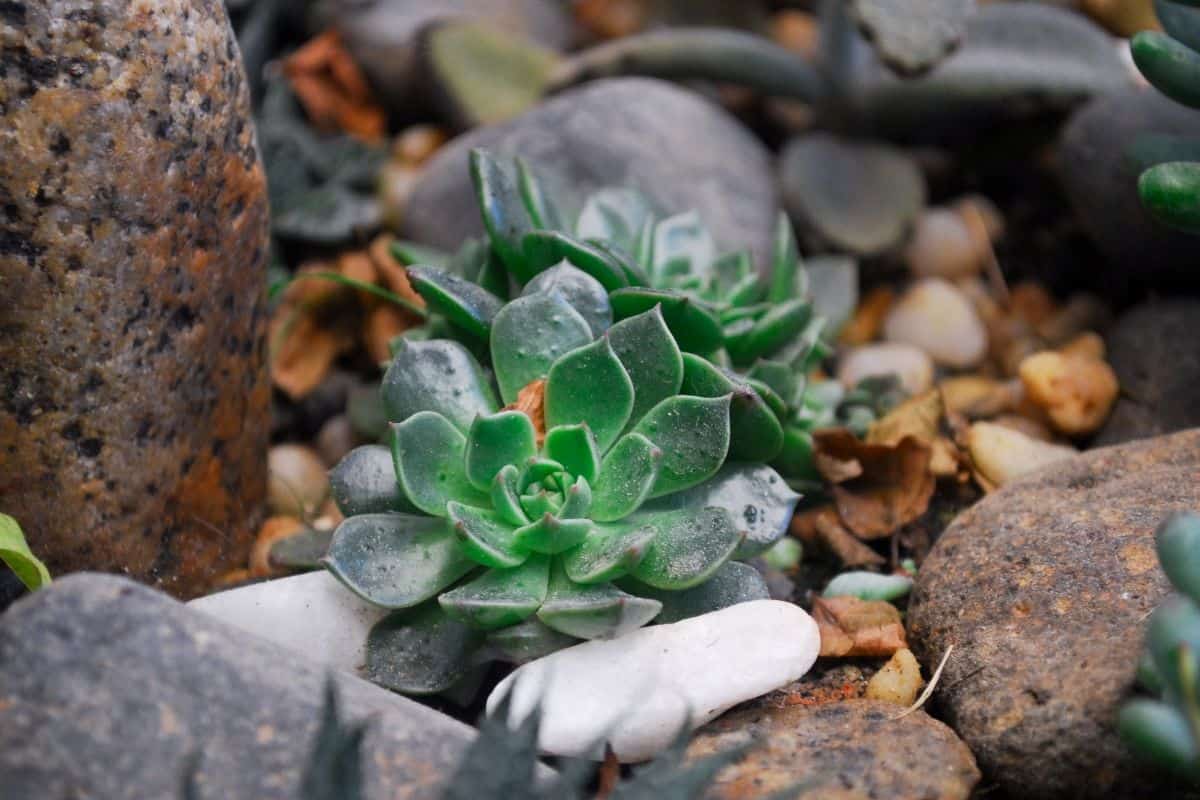 Succulents grow in a rocky garden.