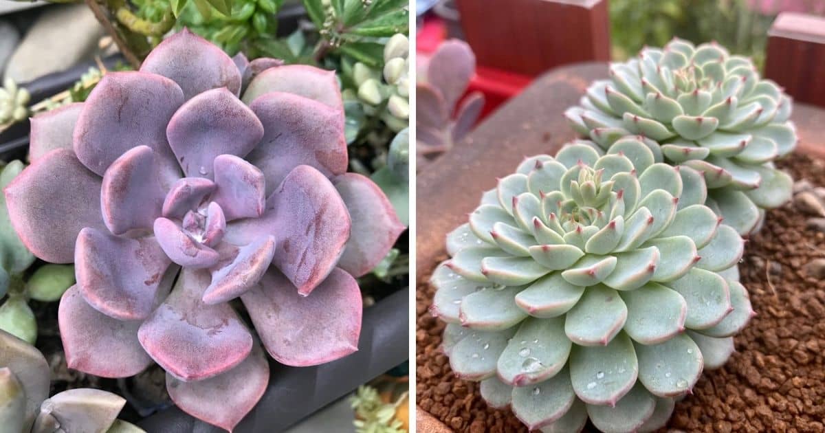 Image of echeveria and graptoveria.