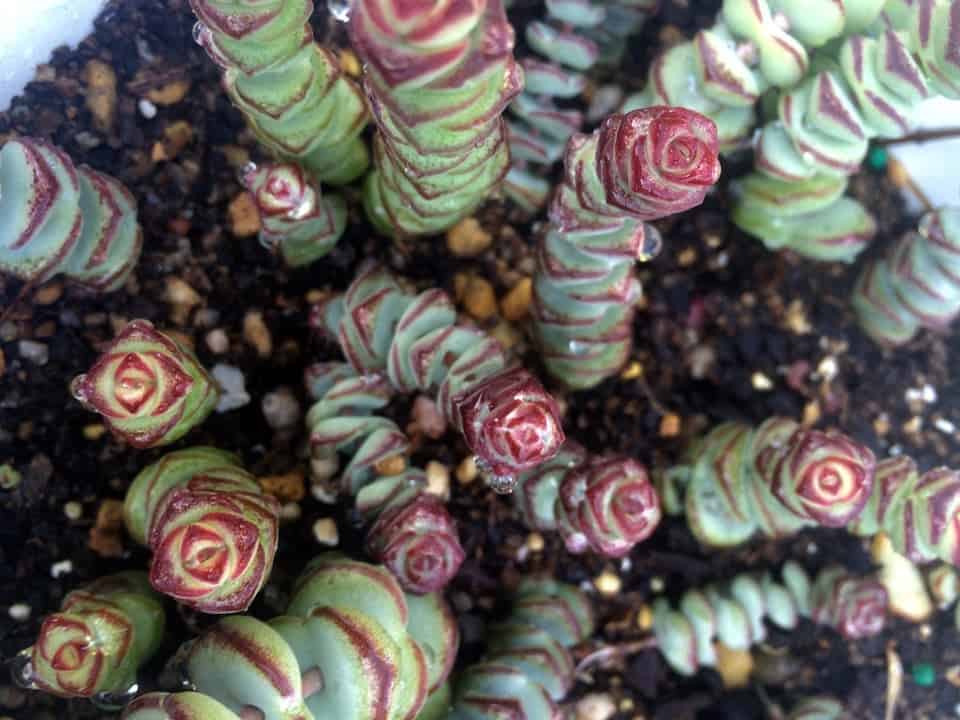 Crassula ‘Baby’s Necklace’ in a pot close-up.