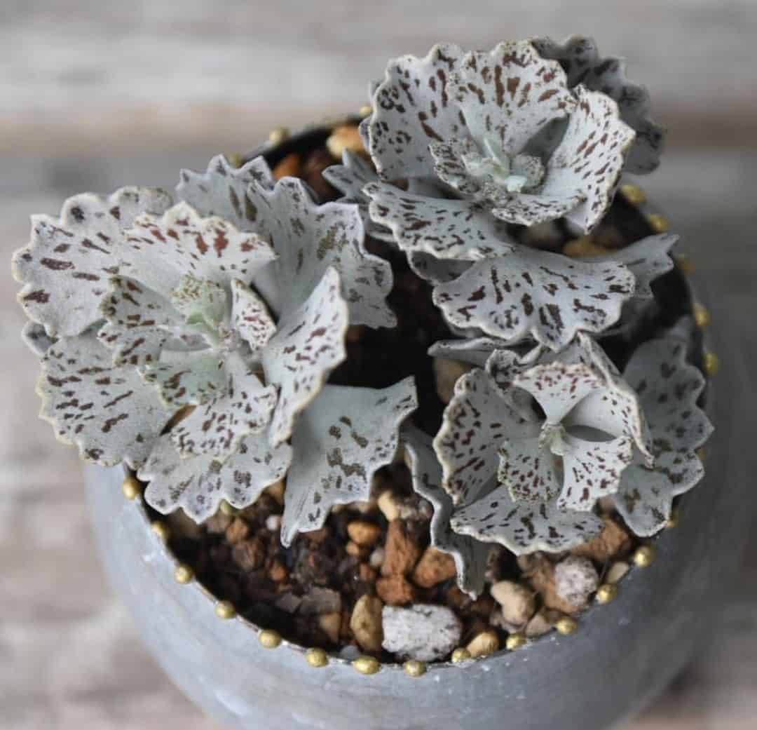 Kalanchoe rhombopilosa ‘Pies from Heaven’ in a gray pot.
