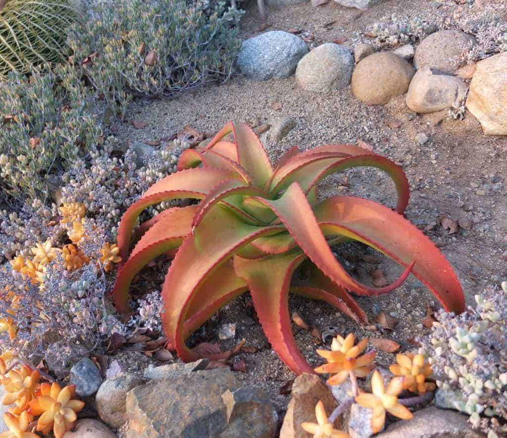 10 Weird Looking Succulents and Cacti Sublime Succulents
