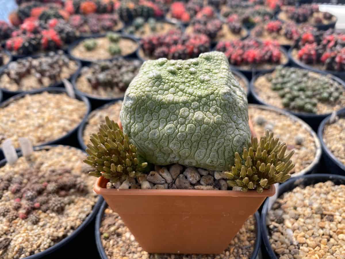 Pseudolithos cubiformis cool-looking succulents, grow in a pot.