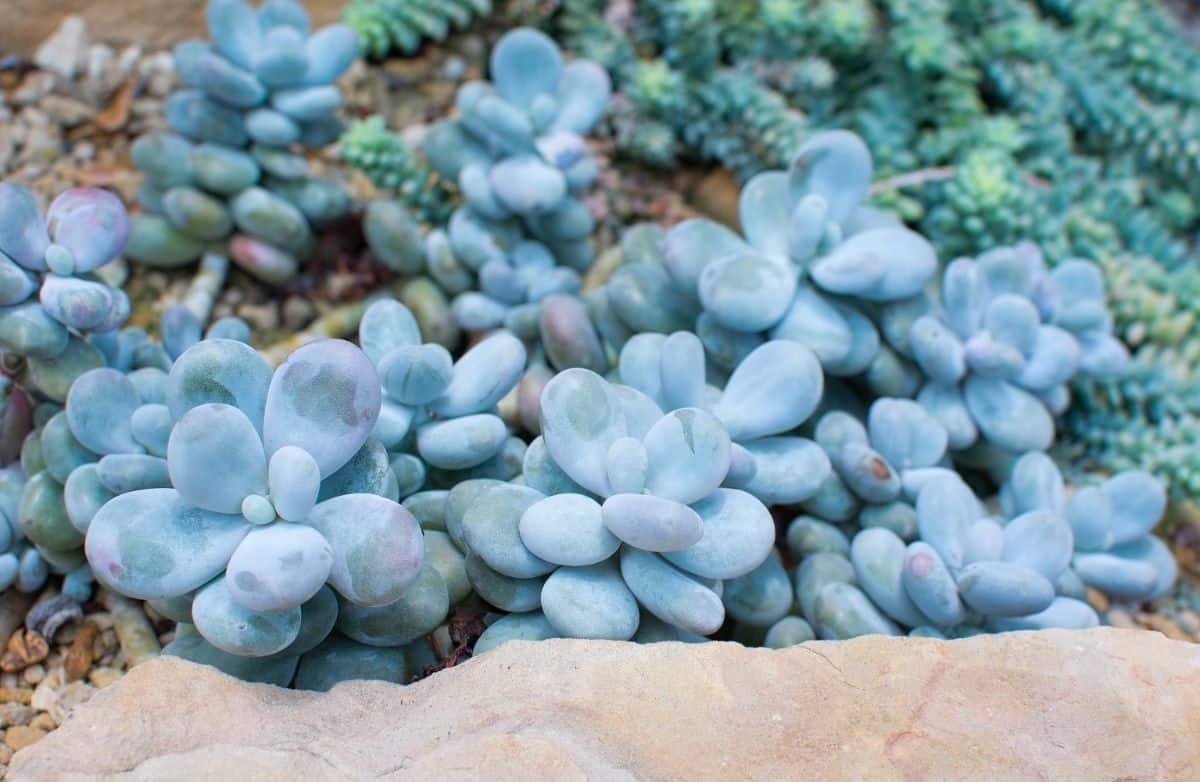 Beautiful Pachyphytum with blue foliage.