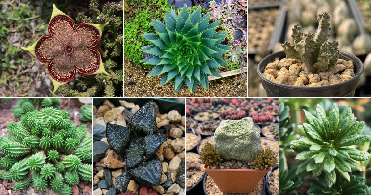 12 Advanced Succulents for Experienced Growers facebook image.