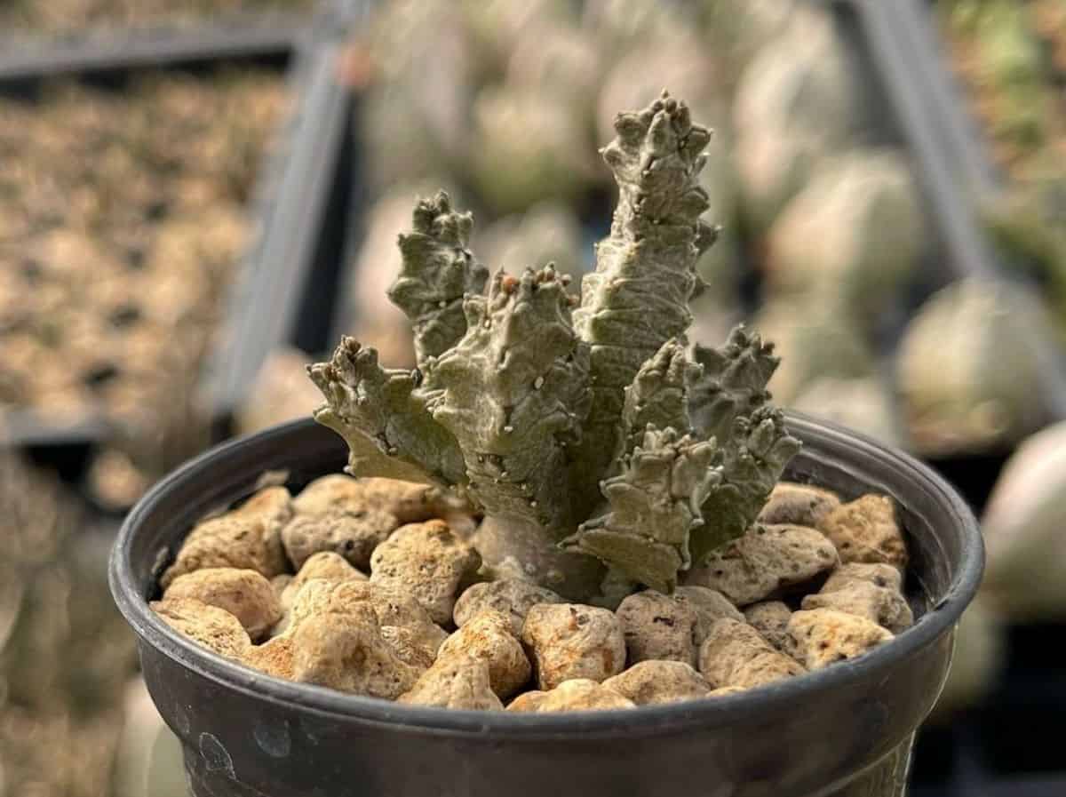 Pseudolithos mccoyi succulent grows in a plastic pot.