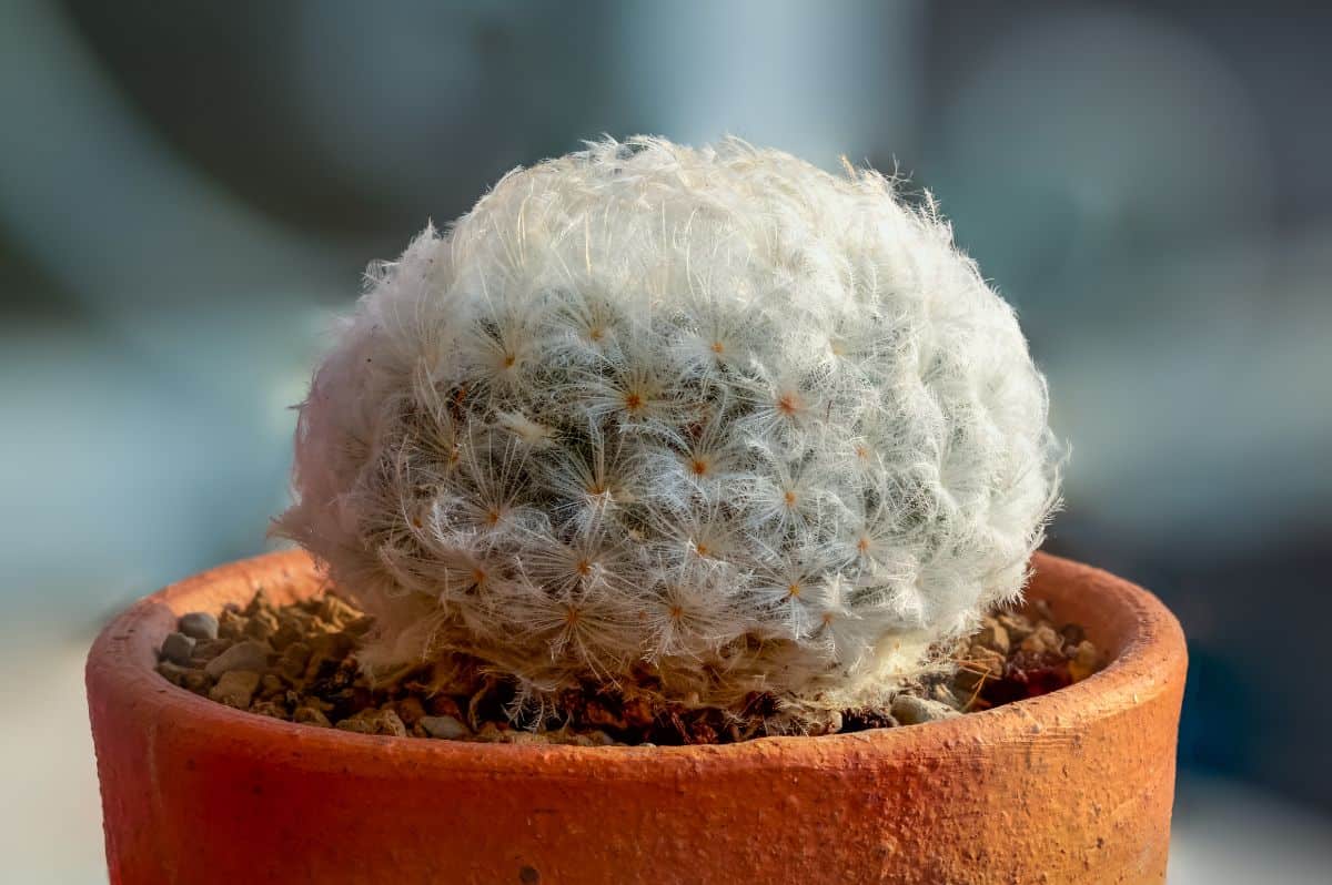 Mammillaria plumosa ‘Feather Cactus’ grows in a clay pot.