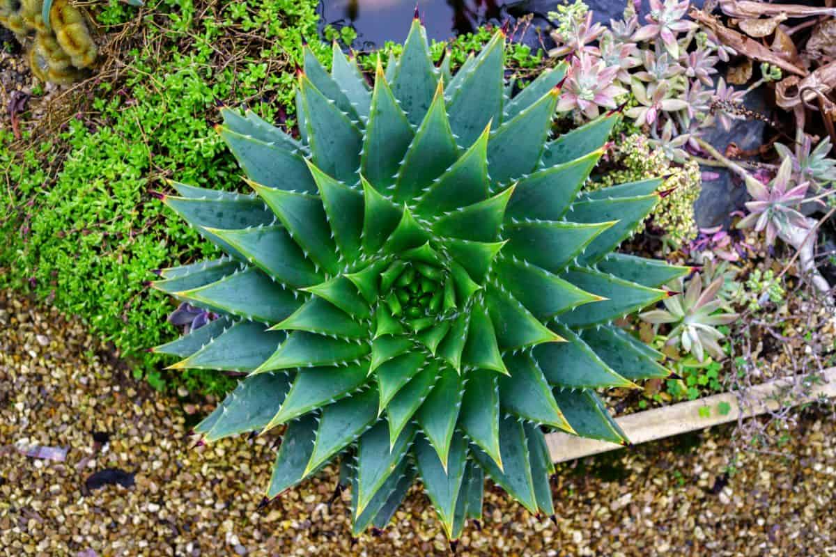 Aloe polyphylla ‘Spiral Aloe’ grows outdoor.