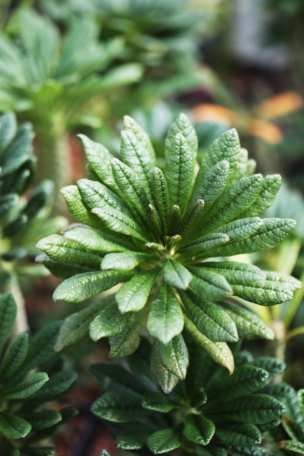 Dorstenia gigas ‘Socotran Fig Tree’ beautiful foliage.