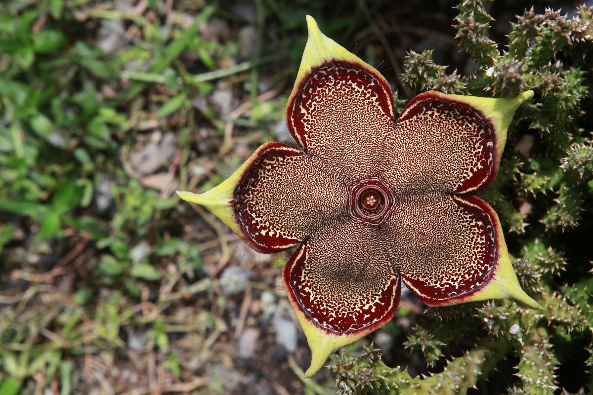 Edithcolea grandis ‘Persian Carpet Flower’