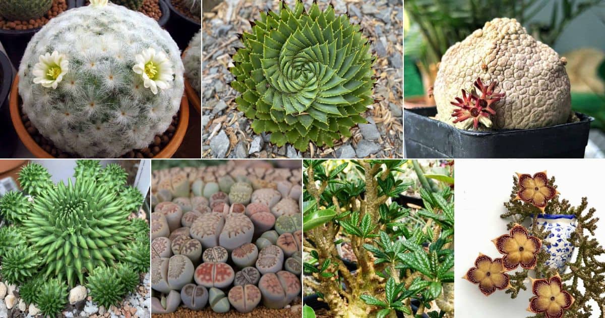 Collage of 7 advanced succulents for experienced growers.
