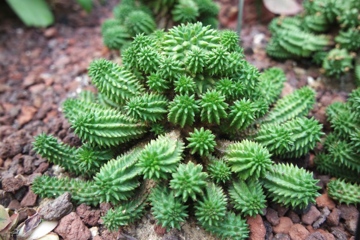 Euphorbia susannae with beautiful spikey foliage.