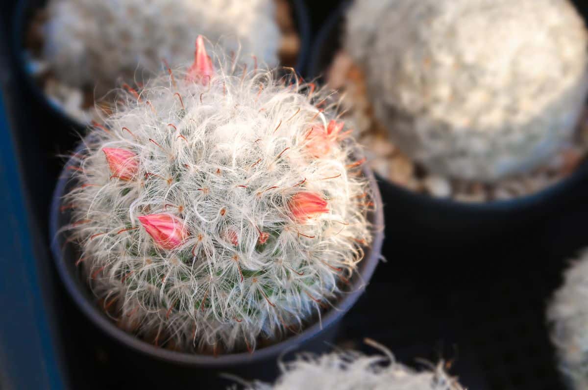 Hairy Cacti in pink bloom grows in a black pot.