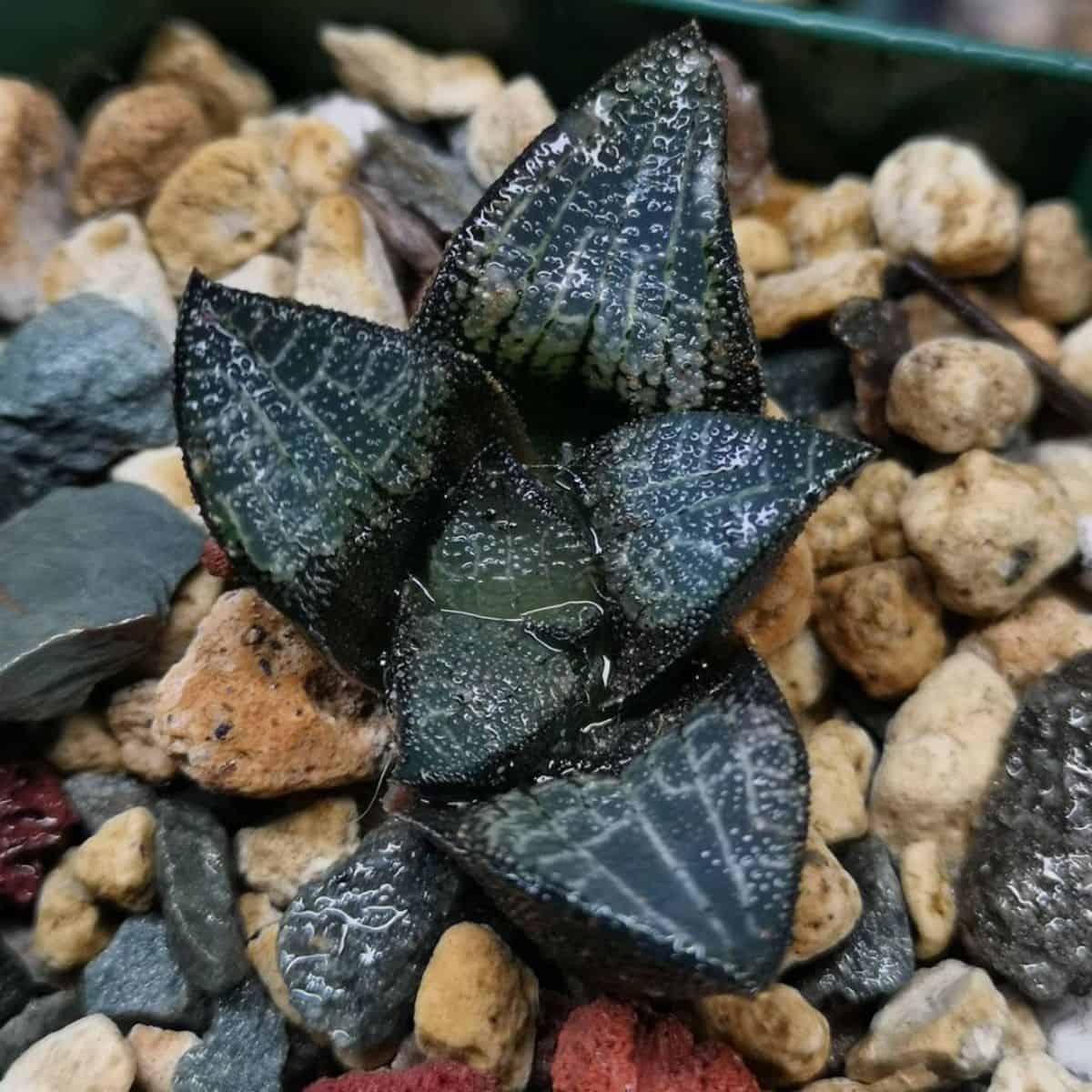 An exotic-looking Haworthia marxii grows in a pot.