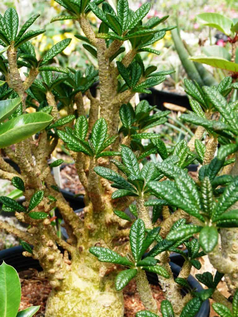 Dorstenia gigas ‘Socotran Fig Tree’ outdoor close-up.