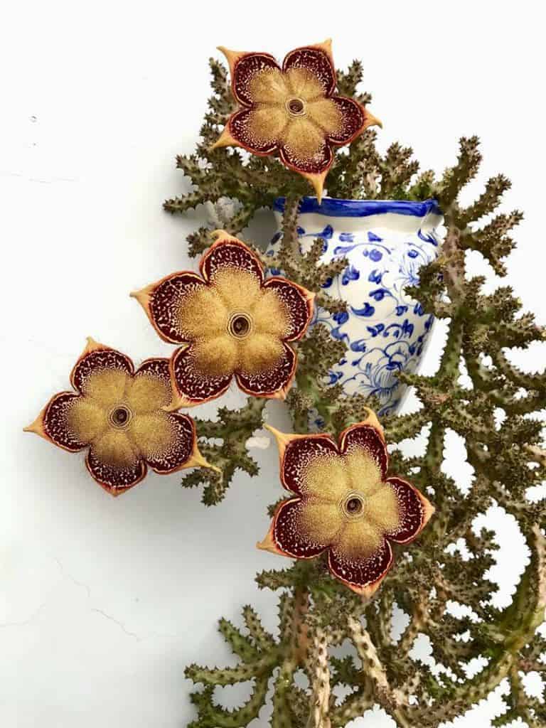 Edithcolea grandis ‘Persian Carpet Flower’ close-up.