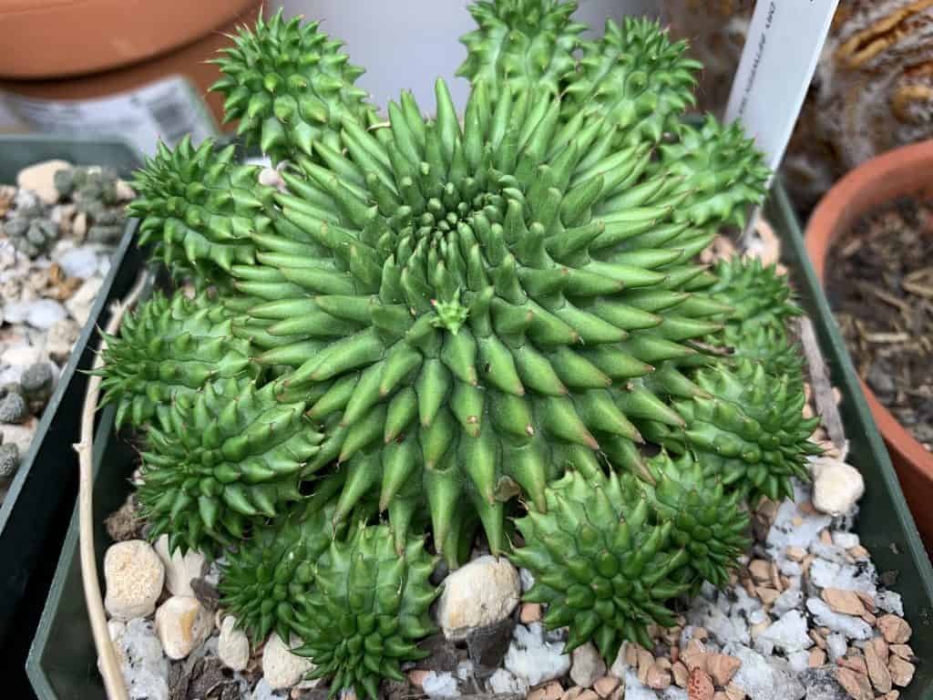 Euphorbia susannae in a pot.
