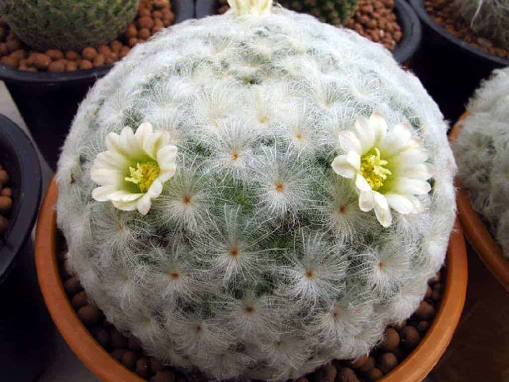 Mammillaria plumosa ‘Feather Cactus’ in a pot.