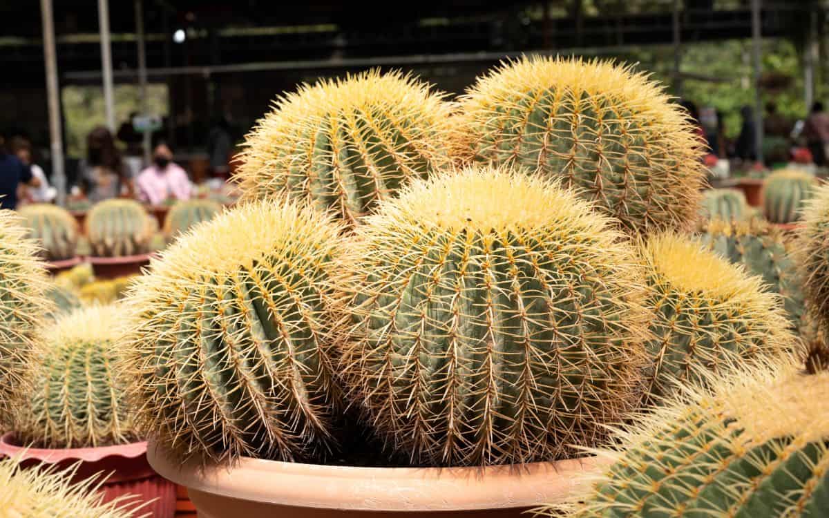 Golden barrel cacti in a pot.