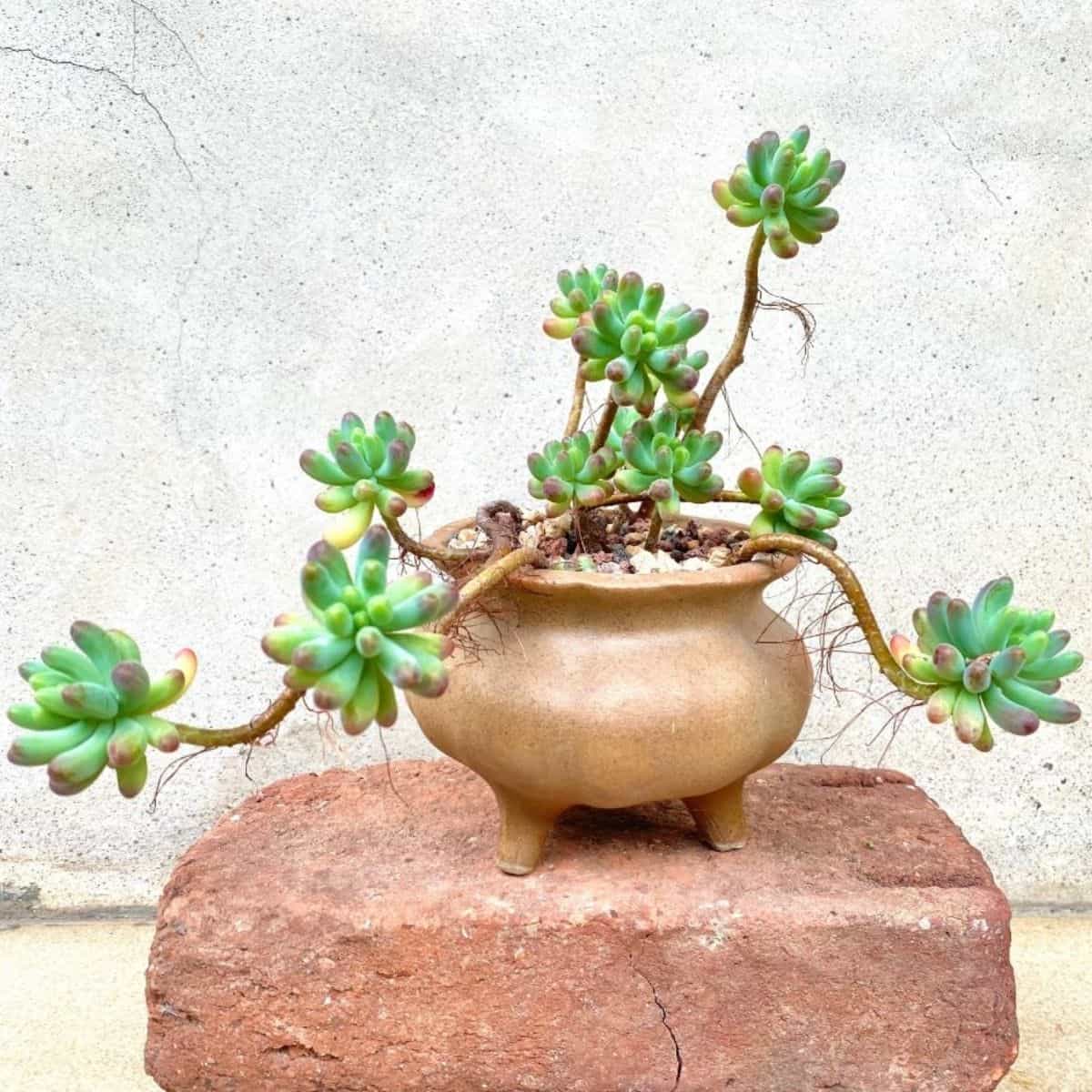wooden planter for succulents Rustic Interior Style Natural Wood Planter For Succulents Flowers And  Garden Spaces SITHPT006