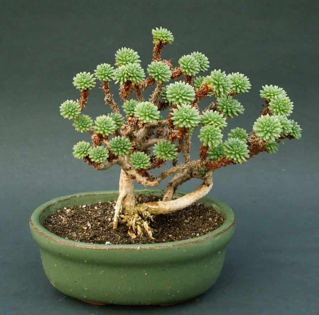 How to Make Succulent Bonsai Sublime Succulents How to Make Succulent Bonsai Sublime Succulents