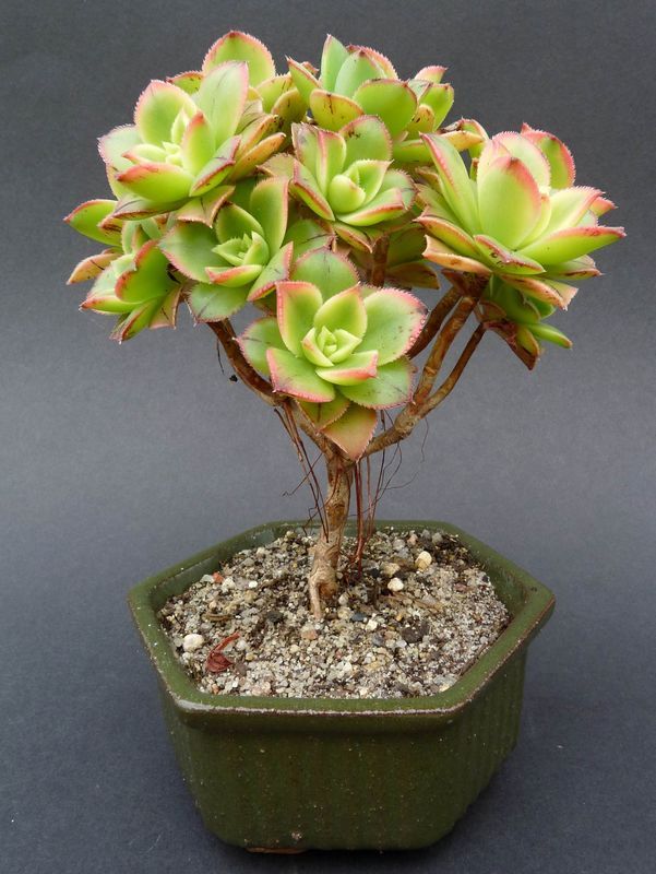 Succulent plant as bonsai in a green pot.