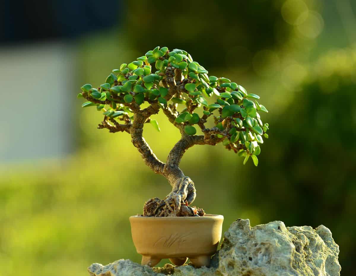 Jade bonsai tree in a pot.