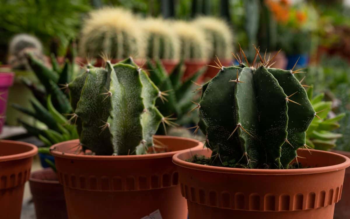 Monk's hood cactuses in pots.